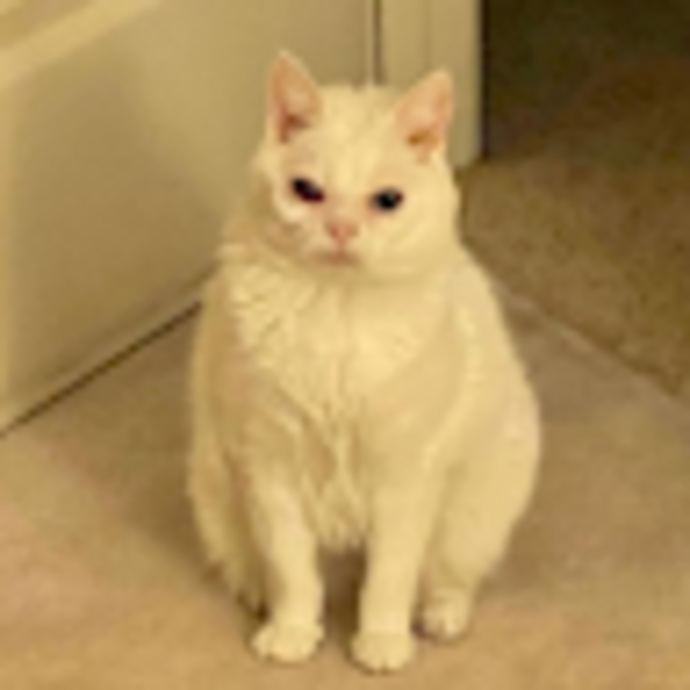 Meet your Posher, Lauriita dávila